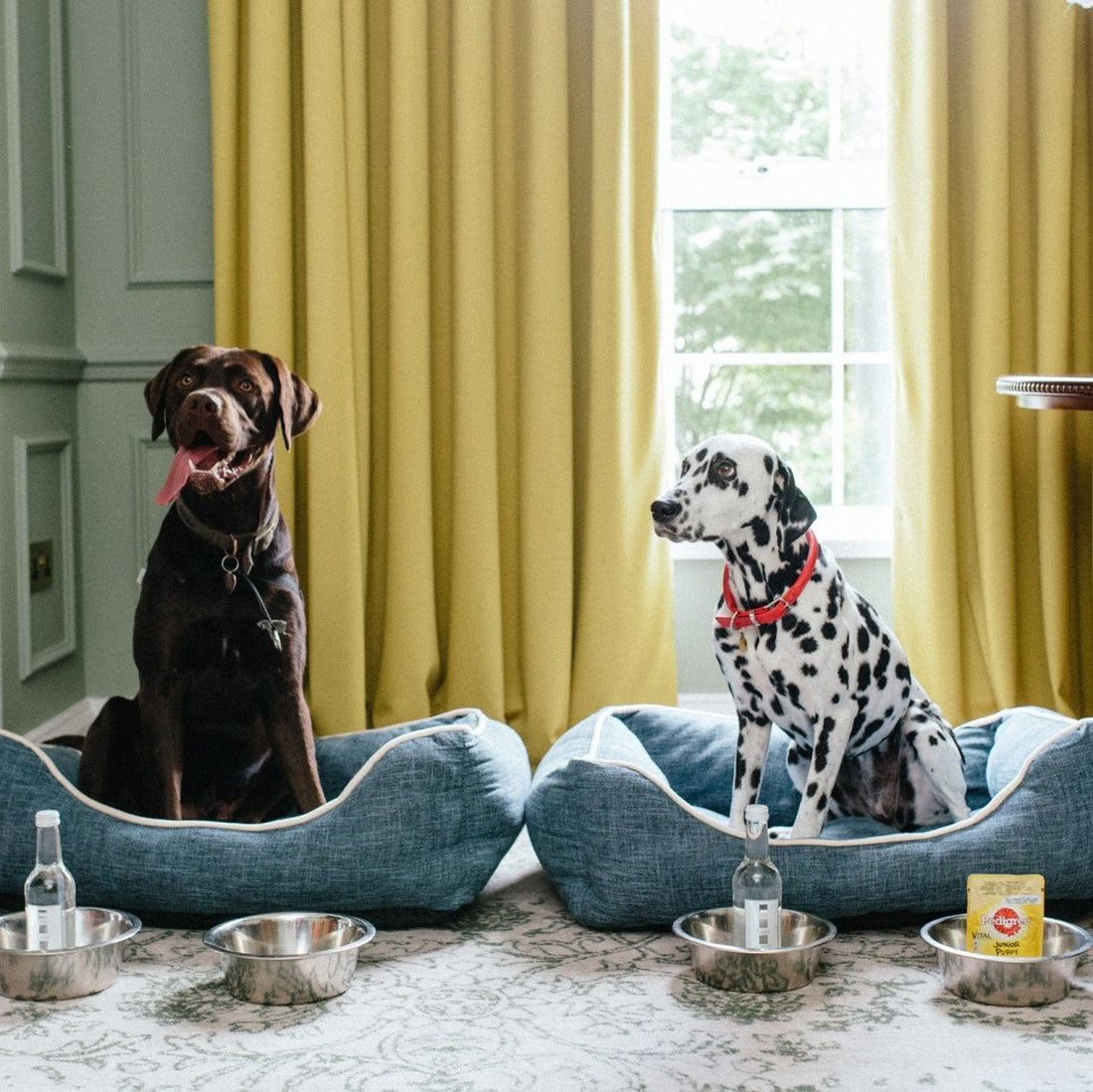 Hotellferie i Norge med hund